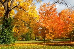 Your Guide to Downtown Fayetteville NC